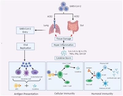 Frontiers | Molecular Pathogenesis, Immunopathogenesis And Novel ...